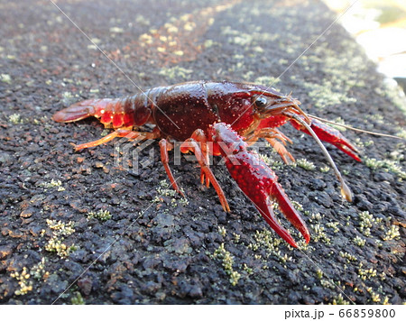 野生のアメリカザリガニの写真素材