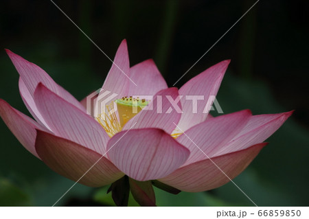 毛呂山町の蓮花 66859850