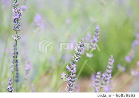 ラベンダーの花 66859893