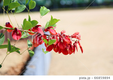 アメリカデイゴの花 66859894