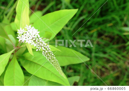 オカトラノオ 丘虎の尾 の咲き始めの写真素材