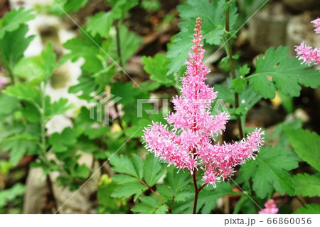 梅雨の季節 アスチルベの花がとても綺麗です! 梅雨の季節 アスチルベの花がとても綺麗です! 66860056