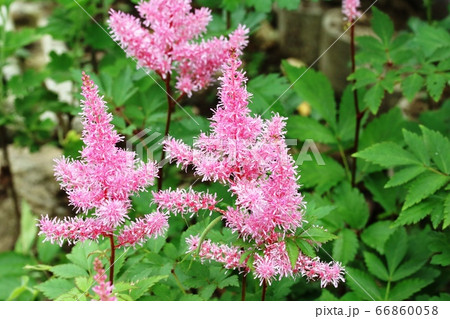 梅雨の季節 アスチルベの花がとても綺麗です! 梅雨の季節 アスチルベの花がとても綺麗です! 66860058
