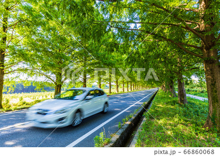 （滋賀県）マキノ高原のメタセコイア並木 66860068