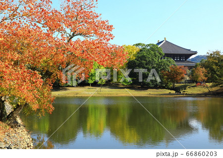 奈良公園 東大寺境内 紅葉と大仏池 奈良公園 東大寺境内 紅葉と大仏池 66860203