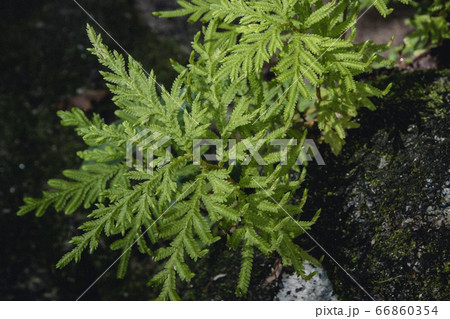 beautiful green moss grown cover on the stones and beautiful green moss grown cover on the stones and 66860354