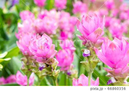 krachai flower in green nature background. 66860356