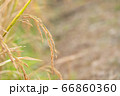 beautiful paddy rice and leaf in plant field ready 66860360