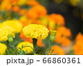 beautiful marigolds flowers bloom in the garden 66860361
