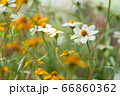 beautiful marigolds flowers bloom in the garden 66860362