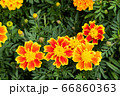 beautiful marigolds flowers bloom in the garden 66860363