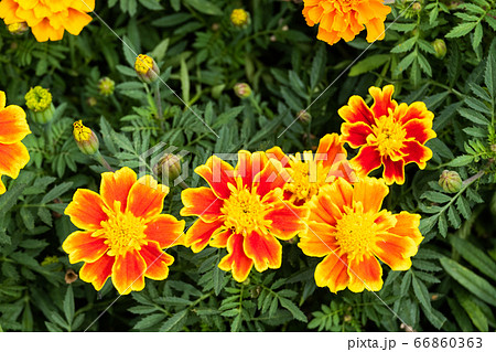 beautiful marigolds flowers bloom in the garden 66860363
