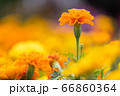 beautiful marigolds flowers bloom in the garden 66860364
