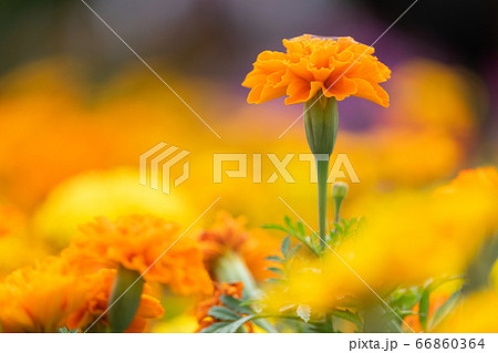 beautiful marigolds flowers bloom in the garden 66860364