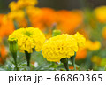 beautiful marigolds flowers bloom in the garden 66860365