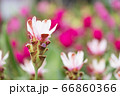 krachai flower in green nature background. 66860366