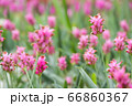 krachai flower in green nature background. 66860367