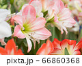 closeup beautiful pink tulip in the garden. nature 66860368