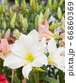closeup beautiful white tulip in the garden. 66860369