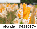 beautiful corn and leaf in plant field ready to 66860370