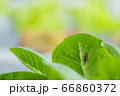 insect on lettuce leaves on black plasstic cover  66860372