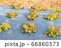 lettuce leaves on black plasstic cover  vegetable 66860373