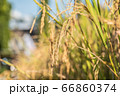 beautiful paddy rice and leaf in plant field ready 66860374
