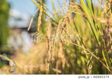beautiful paddy rice and leaf in plant field ready beautiful paddy rice and leaf in plant field ready 66860374