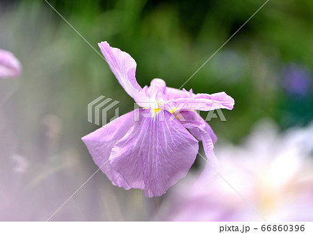 花菖蒲の妖精 66860396