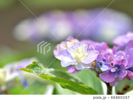 ガクアジサイ 66860397