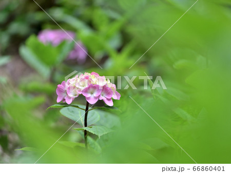 紫陽花 紫陽花 66860401