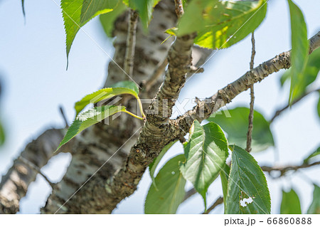 ヨウコウザクラ 陽光桜 バラ科サクラ属 木肌 木膚 木のはだ 外皮 樹皮 木目 の写真素材 ヨウコウザクラ 陽光桜 バラ科サクラ属 木肌 木膚 木のはだ 外皮 樹皮 木目 の写真素材