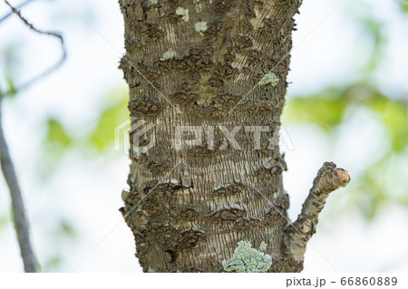 ヨウコウザクラ 陽光桜 バラ科サクラ属 木肌 木膚 木のはだ 外皮 樹皮 木目 の写真素材 ヨウコウザクラ 陽光桜 バラ科サクラ属 木肌 木膚 木のはだ 外皮 樹皮 木目 の写真素材