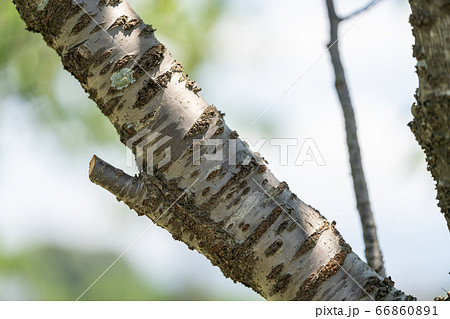 ヨウコウザクラ 陽光桜 バラ科サクラ属 木肌 木膚 木のはだ 外皮 樹皮 木目 の写真素材