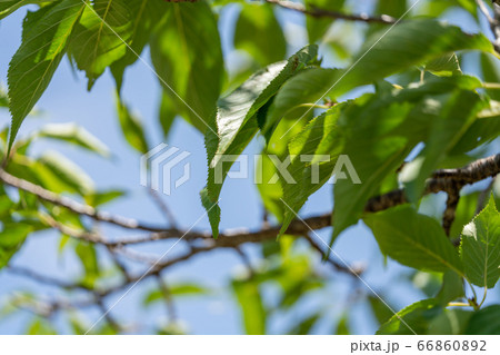 ヨウコウザクラ 陽光桜 バラ科サクラ属 木肌 木膚 木のはだ 外皮 樹皮 木目 の写真素材