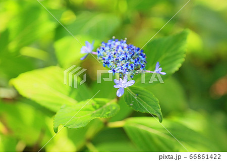 ガクアジサイの花 ガクアジサイの花 66861422