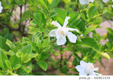 クチナシの花 クチナシの花 66861430