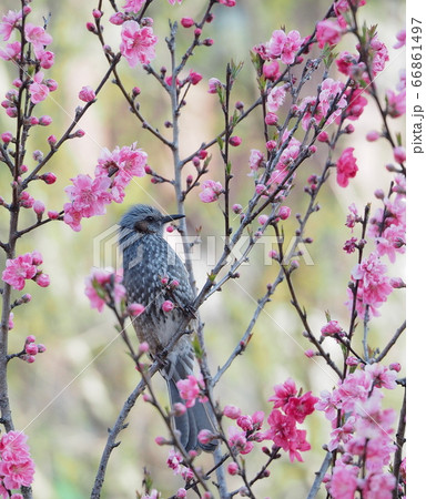 公園の桃の花とヒヨドリの写真素材