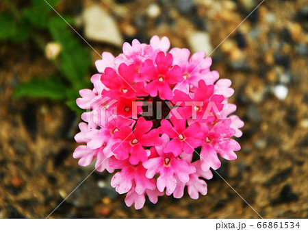 バーベナ 花手毬 花てまり 花の写真素材
