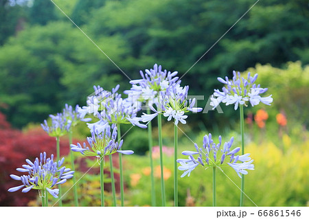 アガパンサスの花 アガパンサスの花 66861546