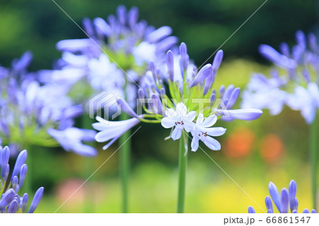 アガパンサスの花 アガパンサスの花 66861547
