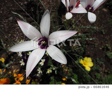 チューリップ 66861646