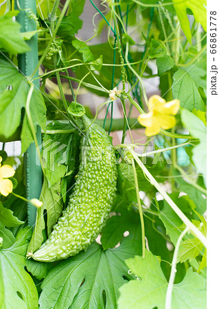 ゴーヤーと花 ゴーヤーと花 66861778