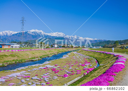 芝桜と北アルプス【初夏の農具川河川公園】 芝桜と北アルプス【初夏の農具川河川公園】 66862102