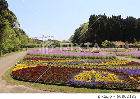 鯉のぼりとお花の里山 鯉のぼりとお花の里山 66862135