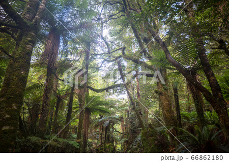 New Zealand forest New Zealand forest 66862180