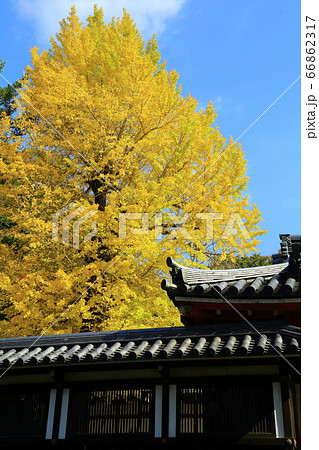 手向山八幡宮の銀杏 66862317