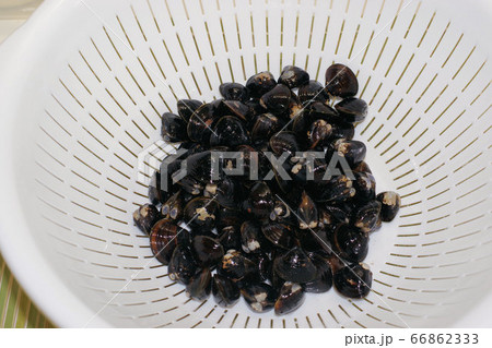 生のシジミ 66862333