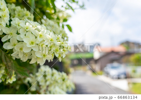 住宅街の中で咲く初夏の紫陽花 66863134