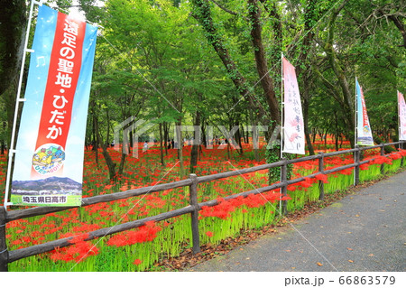 巾着田の曼珠沙華 66863579